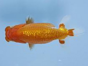 天狗會 取締一　室岡賢治　江戸川区