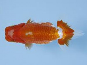 天狗會 取締二　深井利靖　柏市