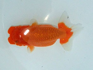 金魚文化連合会　二歳会　立行司　深見光春