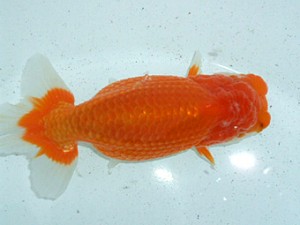 金魚文化連合会　二歳会　東取締　井上廣太