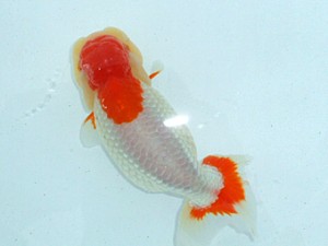 金魚文化連合会　二歳会　西取締　鈴木秀夫