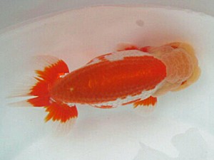 喜樂らんちう会　二歳会　1位　渡邊　裕　野田