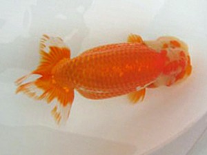 喜樂らんちう会　二歳会　2位　清水　建　さいたま