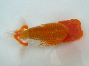 喜樂らんちう会　二歳会　3位　内田　實　草加