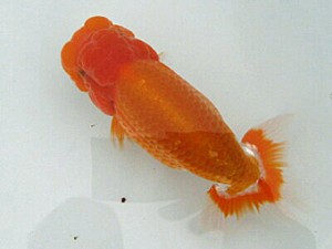 喜樂らんちう会　二歳会　4位　高橋雅徳　越谷