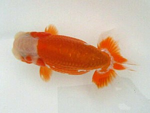 喜樂らんちう会　二歳会　5位　多田秀一　春日部