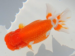 紫錦会　二歳魚の部　東大関　足立正利