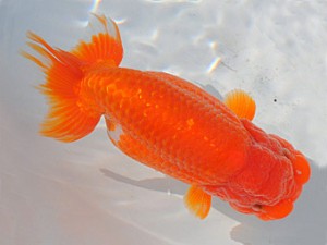 紫錦会　二歳魚の部　西大関　足立正利