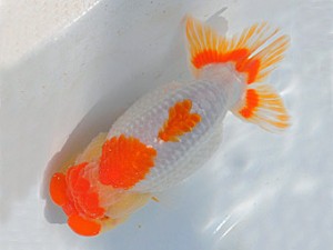 紫錦会　二歳魚の部　立行司　足立正利