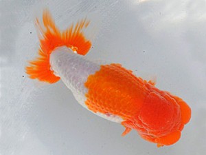 紫錦会　二歳魚の部　取締二　小串章生