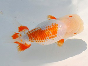 紫錦会　三歳魚の部　東大関　川崎博敏