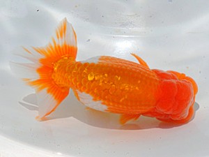 紫錦会　三歳魚の部　西大関　小串章生