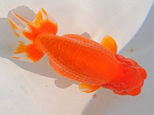 紫錦会　三歳魚の部　立行司　小串章生