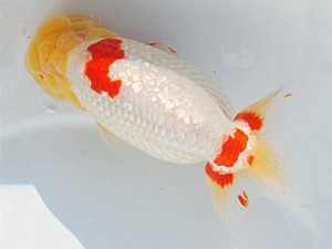 紫錦会　三歳魚の部　取締一　江藤　博