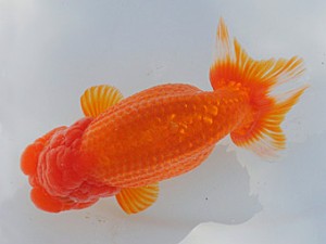 紫錦会　三歳魚の部　取締二　小串章生