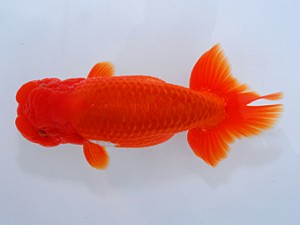 湘南らんちゅう会　二歳会　1席　佐藤正義