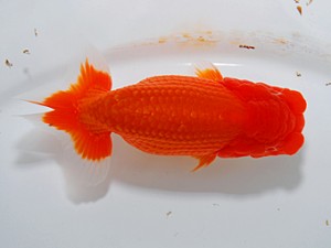 湘南らんちゅう会　二歳会　2席　高瀬有三