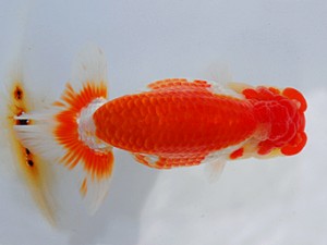 湘南らんちゅう会　二歳会　3席　荒井宣裕