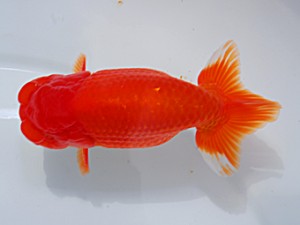 湘南らんちゅう会　二歳会　4席　岩本公文