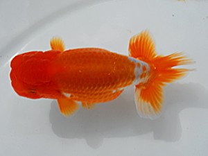 湘南らんちゅう会　二歳会　5席　竹之内博幸