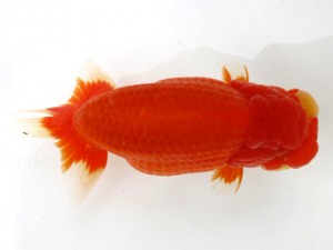 横浜観魚会　二歳会　1位　鳴海　満