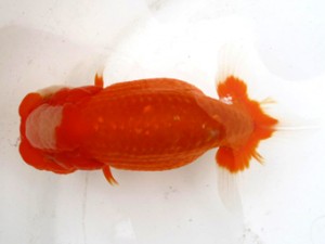 横浜観魚会　二歳会　2位　加藤貞信