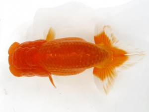 横浜観魚会　二歳会　5位　河瀬　登