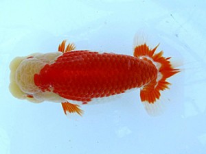 愛魚会　二歳会　1位　松本和正