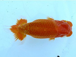 愛魚会　二歳会　2位　田口吉晴