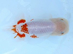 愛魚会　二歳会　3位　目黒康弘