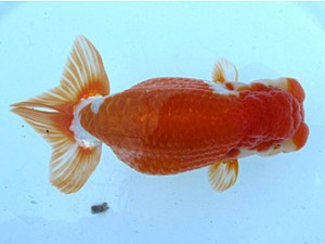 愛魚会　二歳会　5位　三宅雅也