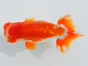 房総らんちう会　二歳会　東大関　鈴木靖夫