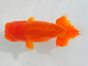 房総らんちう会　二歳会　西大関　鈴木靖夫