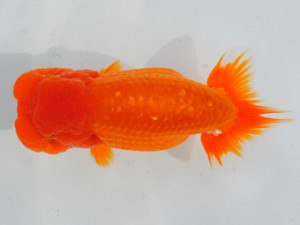 房総らんちう会　二歳会　立行司　鈴木靖夫