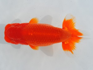 房総らんちう会　二歳会　取締一　藤川直子