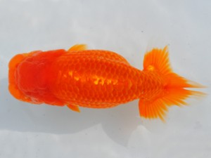 房総らんちう会　二歳会　取締二　大渕　功