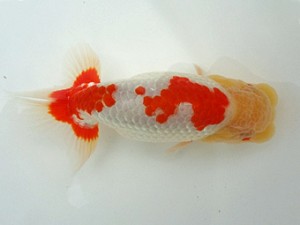 知多昇蘭会　二歳魚の部　東大関　磯村則之　武豊町