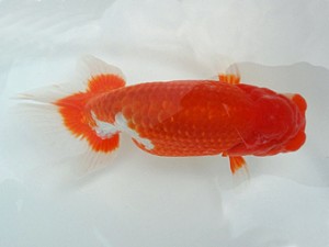 知多昇蘭会　二歳魚の部　西大関　市村正直　安城市