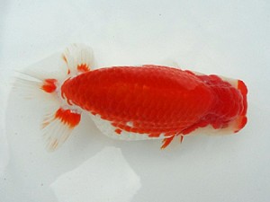 知多昇蘭会　二歳魚の部　立行司　山下秀保　南知多町