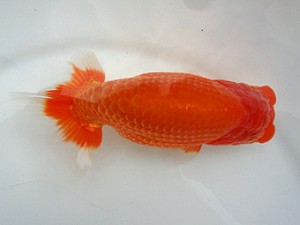 知多昇蘭会　二歳魚の部　取締一　石黒英明　南知多町