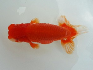 知多昇蘭会　二歳魚の部　取締二　榊原英樹　武豊町