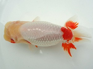 知多昇蘭会　親魚の部　東大関　稲葉信泰　美浜町