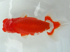 知多昇蘭会　親魚の部　西大関　榊原英樹　武豊町