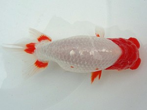 知多昇蘭会　親魚の部　立行司　小早川義幸　半田市