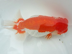 知多昇蘭会　親魚の部　取締一　片山喜代治　常滑市