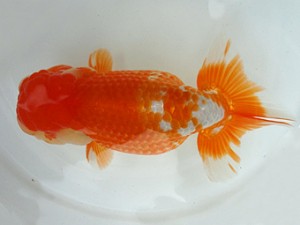 知多昇蘭会　親魚の部　取締二　都築正典　常滑市