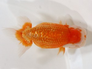 愛媛らん友会　親魚の部　東大関　仙波睦美