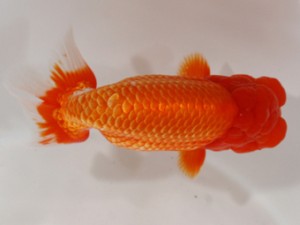 愛媛らん友会　親魚の部　西大関　越智佳三