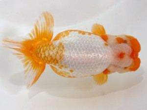 愛媛らん友会　親魚の部　立行司　山口政志