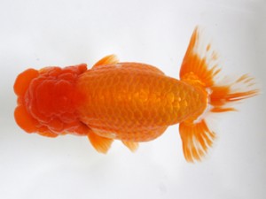 愛媛らん友会　親魚の部　取締一　真鍋健治